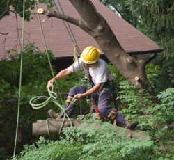 Max Tree Trimming Services, McAllen, TX