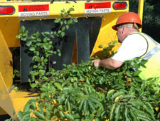 McAllen Tree Service